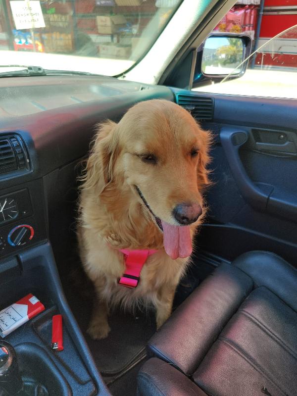 Stella, una meravigliosa Golden Retriver Foto 6